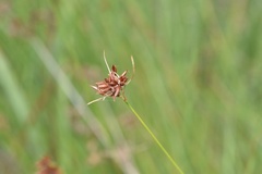 Rhynchospora gracilenta