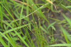 Eleocharis engelmannii