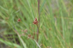 Rhynchospora gracilenta