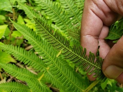 Amauropelta balbisii