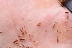 Rhynchospora gracilenta