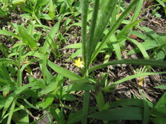 Hypoxis hirsuta