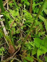Amauropelta balbisii
