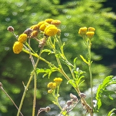 Tanacetum vulgare