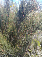 Ephedra americana