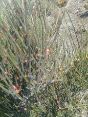 Ephedra americana