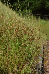 Cyperus flavidus