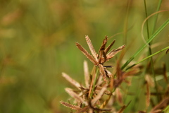 Cyperus flavidus