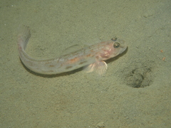 Lepidogobius lepidus