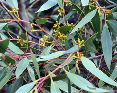 Eucalyptus obstans