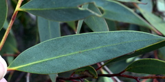 Eucalyptus obstans