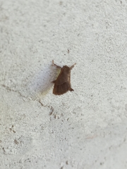 Monoleuca longifascia