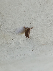 Monoleuca longifascia