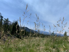 Festuca viridula