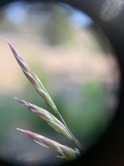 Festuca viridula