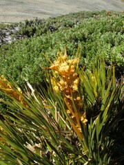 Aciphylla montana