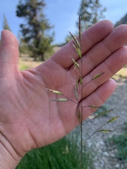 Festuca viridula