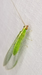 Chrysopodes collaris