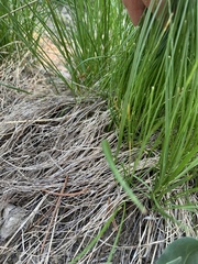 Festuca viridula