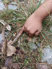 Agaricus trisulphuratus