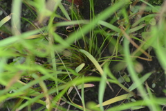 Eleocharis engelmannii