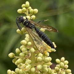 Myzinum obscurum