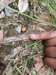 Agaricus trisulphuratus