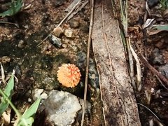 Agaricus trisulphuratus