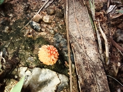 Agaricus trisulphuratus