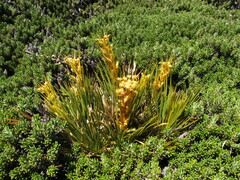 Aciphylla montana