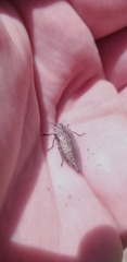 Poecilonota