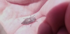 Poecilonota