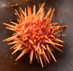 Strongylocentrotidae