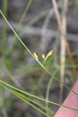 Rhynchospora oligantha