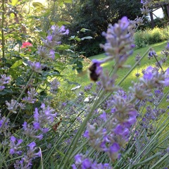 Bombus centralis
