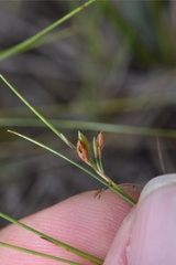 Rhynchospora oligantha