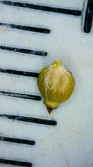 Rhynchospora oligantha