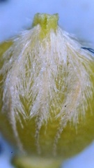 Rhynchospora oligantha