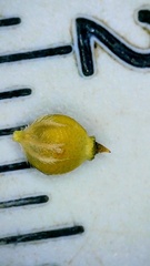 Rhynchospora oligantha