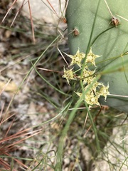 Asclepias macrotis