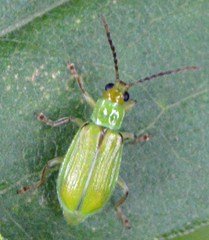 Diabrotica barberi