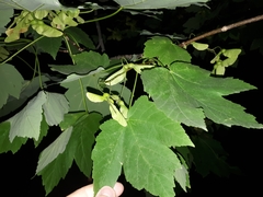 Acer velutinum