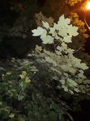 Acer velutinum