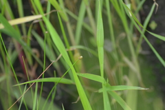 Eleocharis engelmannii