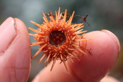 Strongylocentrotidae