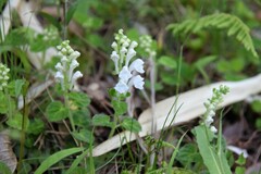 Scutellaria indica parvifolia