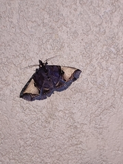 Ochrotrigona triangulifera