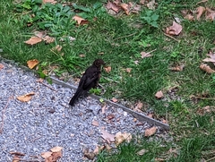 Turdus merula