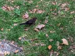 Turdus merula