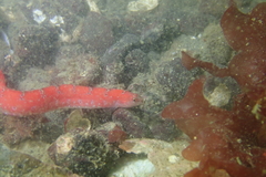 Pholis clemensi